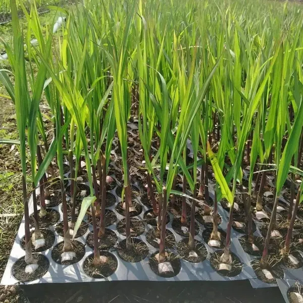 Soft_Filipino_Black_Sugarcane_Plants_Tree1.5_-_3_Feet