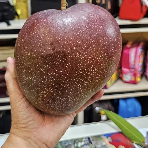 Hong_Zhu_Mango_Grafted_Aam_Fruit_Plants_Tree1.5_-_3_Feet