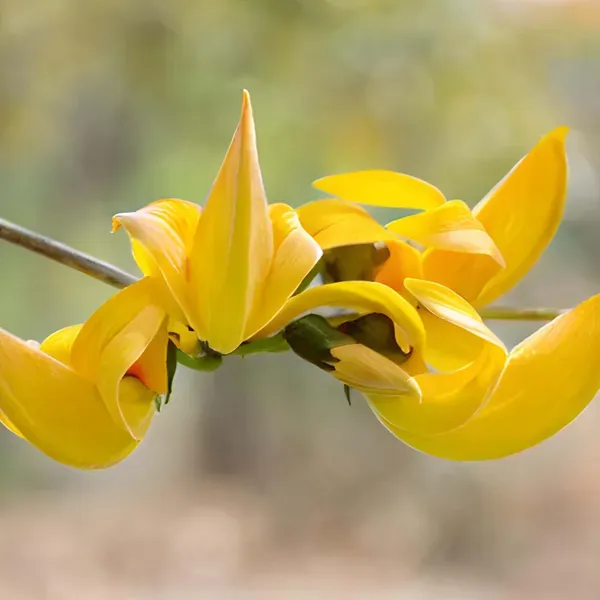 Yellow_Colour_Palash_Butea_Monosperma_Flower_Plants_Tree1_-_2_Feet