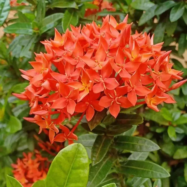 Orange_Colour_Ixora_Rukmini_Rangan_Flower_Plants_Tree1_-_2_Feet