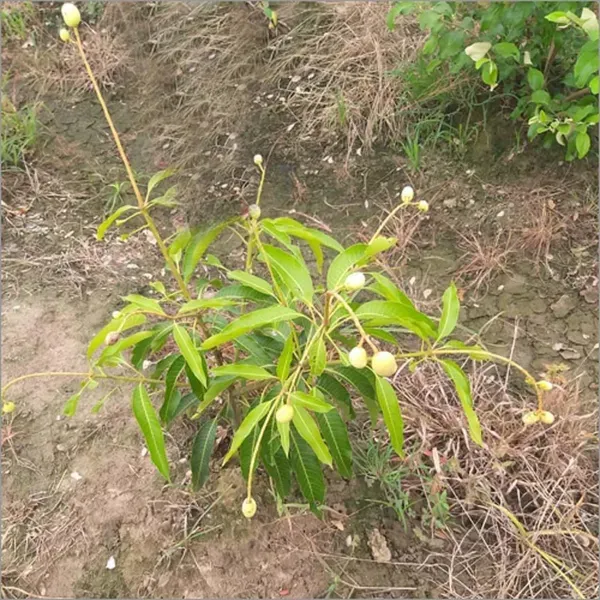 Himsagar_All_Time_Mango_Grafted_Aam_Fruit_Plants_Tree1.5_-_3_Feet