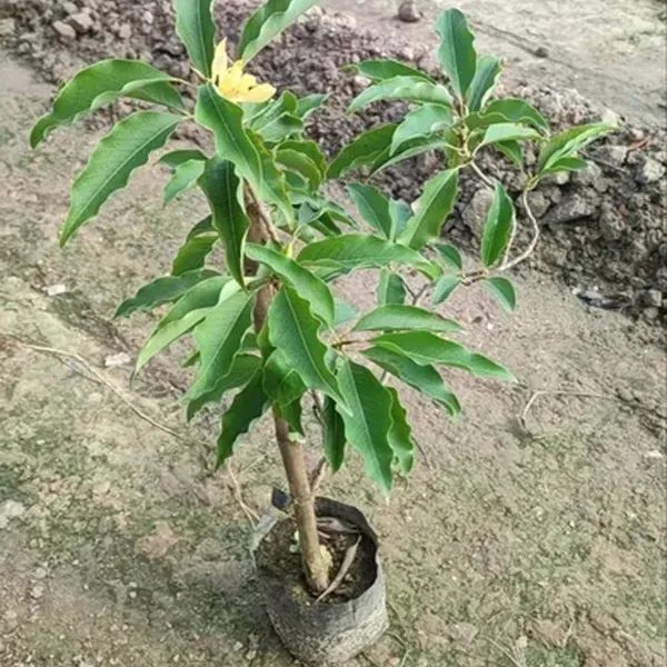 Yellow_Colour_Swarna_Chapa_Michelia_Champaca_Flower_Plants_Tree1_-_2_Feet