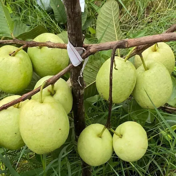 Seedless_White_Diamond_Guava_Amrood_Fruit_Grafted_Air_Layering_Plants