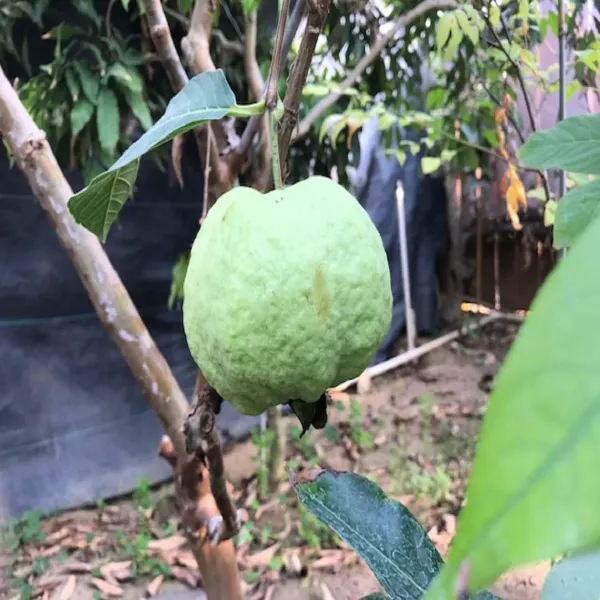 Seedless_White_Diamond_Guava_Amrood_Fruit_Grafted_Air_Layering_Plants