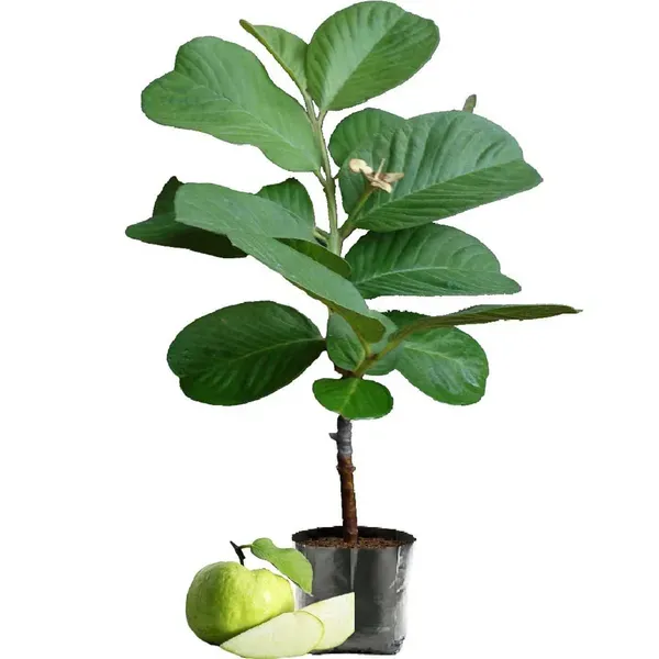 Seedless_White_Diamond_Guava_Amrood_Fruit_Grafted_Air_Layering_Plants