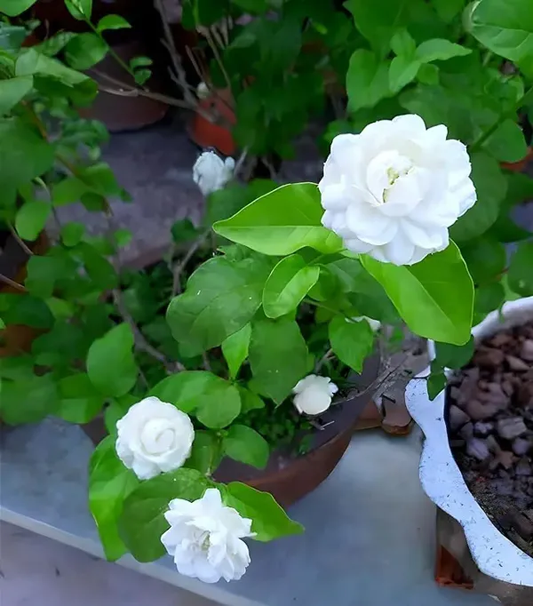 Bel_Arabian_Jasmine_Fragrant_Flower_Plants_Tree1_-_2_Feet