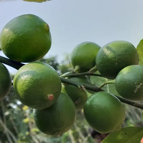 All_Time_Calcutta_Pati_Lemon_Nimbu_Fruit_Air_Layering_Grafted_Plants_Tr