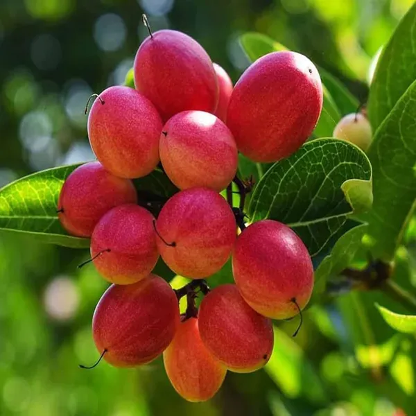 Karonda_Carissa_Carandas_Cherry_Cherries_Fruit_Air_Layering_Grafted_Plant
