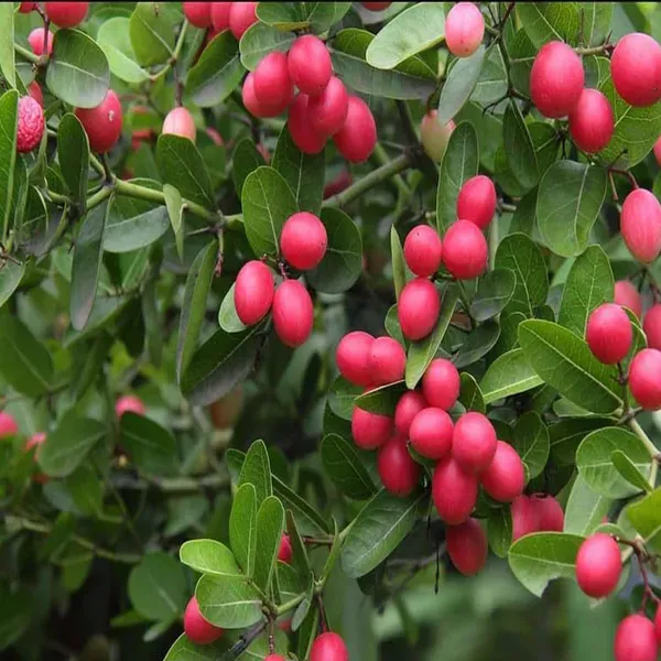 Karonda_Carissa_Carandas_Cherry_Cherries_Fruit_Air_Layering_Grafted_Plant