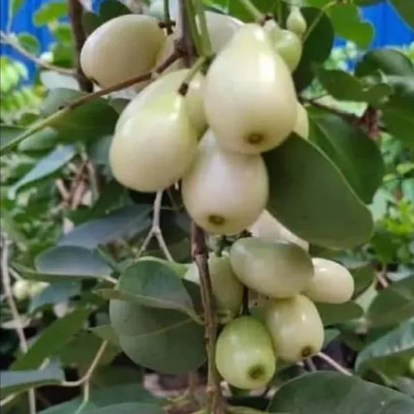 White_Jamun_Jambolan_Grafted_Jam_Fruit_Plants_Tree1.5_-_3_Feet