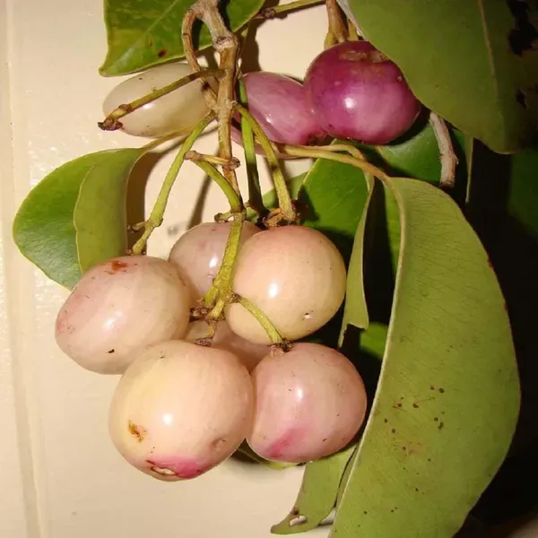 White_Jamun_Jambolan_Grafted_Jam_Fruit_Plants_Tree1.5_-_3_Feet