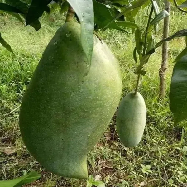 Brunei_King_Mango_Grafted_Aam_Fruit_Plants_Tree1.5_-_3_Feet