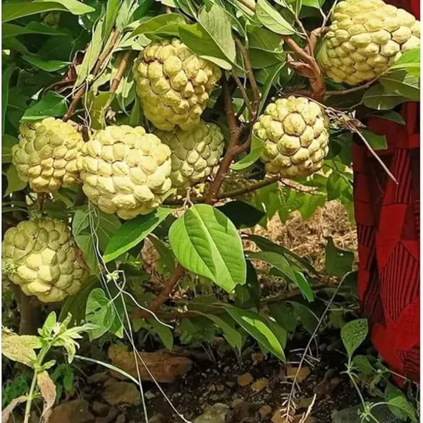 Super_Golden_Custard_Apple_Sitafal_Ata_Sugar_Apple_Fruit_Grafted_Plants_T