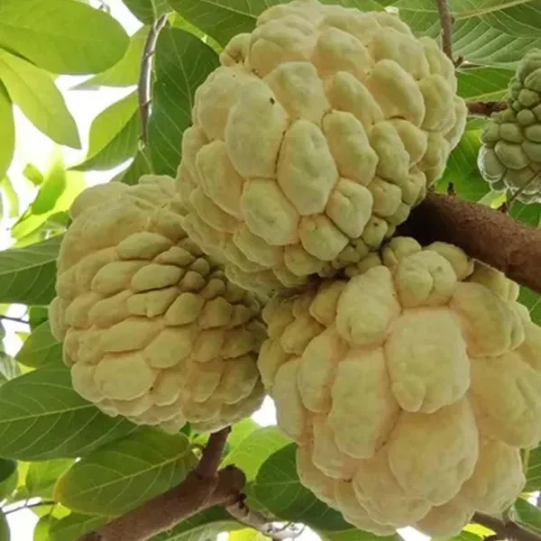Super_Golden_Custard_Apple_Sitafal_Ata_Sugar_Apple_Fruit_Grafted_Plants_T