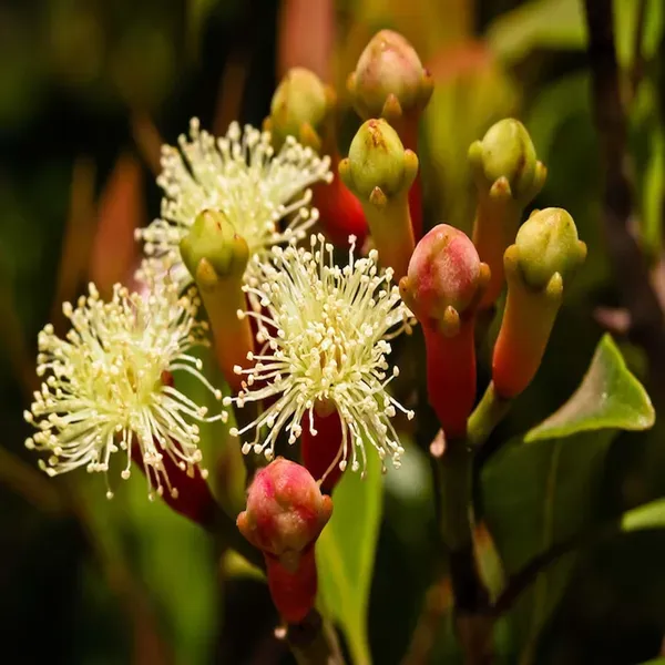 Lavanga_Clove_Spice_Plants_1_-_3_Feet