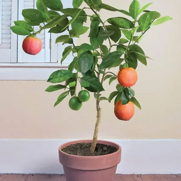 Moro_Blood_Orange_Grafted_Santra_Fruit_Plants_Tree1_-_2_Feet