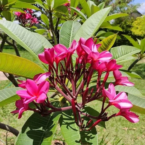 Pink_Colour_Kat_Chapa_Champa_Plumeria_Flower_Plants_Tree1_-_2_Feet