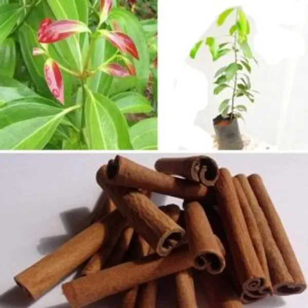 Dal_Chini_Karuvapatta_Cinnamon_Spice_Plants_Tree1.5_-_3_Feet