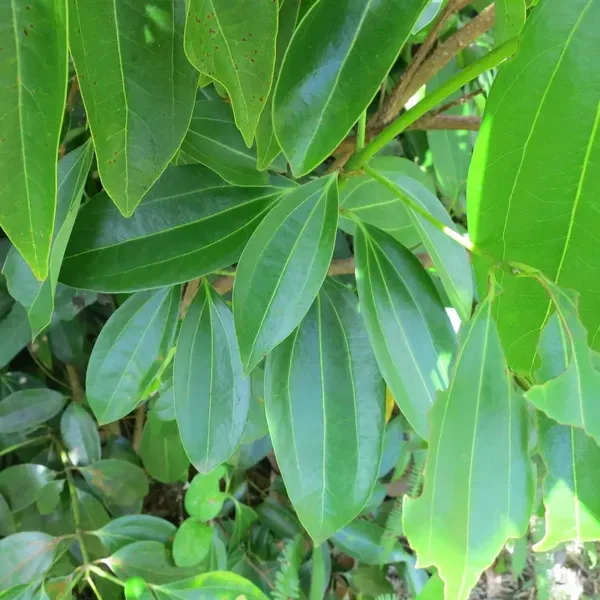 Dal_Chini_Karuvapatta_Cinnamon_Spice_Plants_Tree1.5_-_3_Feet
