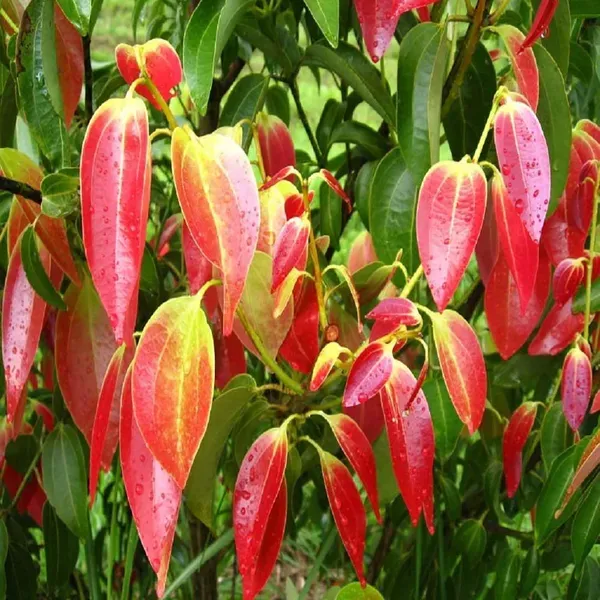Dal_Chini_Karuvapatta_Cinnamon_Spice_Plants_Tree1.5_-_3_Feet
