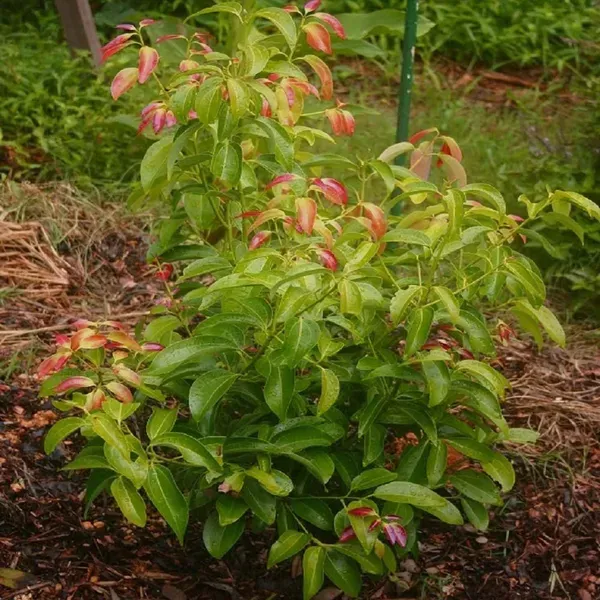Dal_Chini_Karuvapatta_Cinnamon_Spice_Plants_Tree1.5_-_3_Feet
