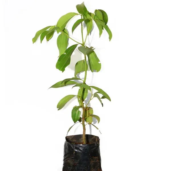 Dal_Chini_Karuvapatta_Cinnamon_Spice_Plants_Tree1.5_-_3_Feet