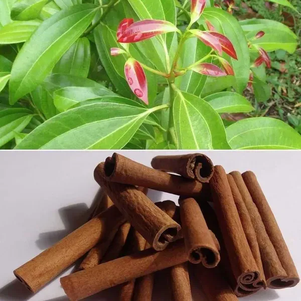 Dal_Chini_Karuvapatta_Cinnamon_Spice_Plants_Tree1.5_-_3_Feet