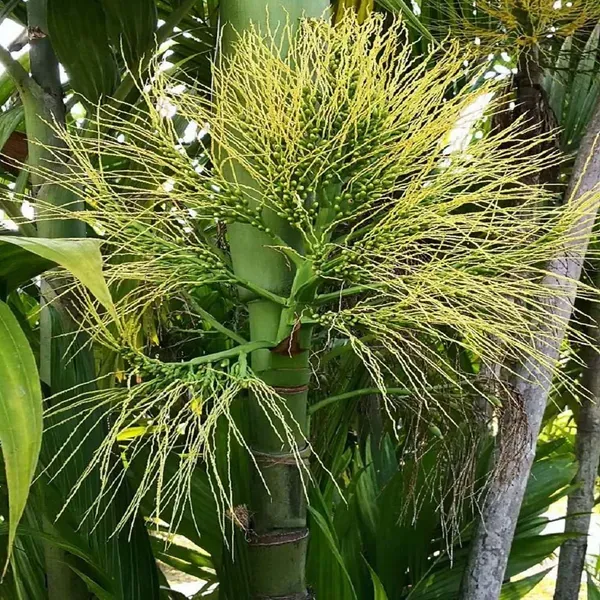Assam_Pati_Arecanut_Betel_Nut_Plants_Tree1.5_-_3_Feet
