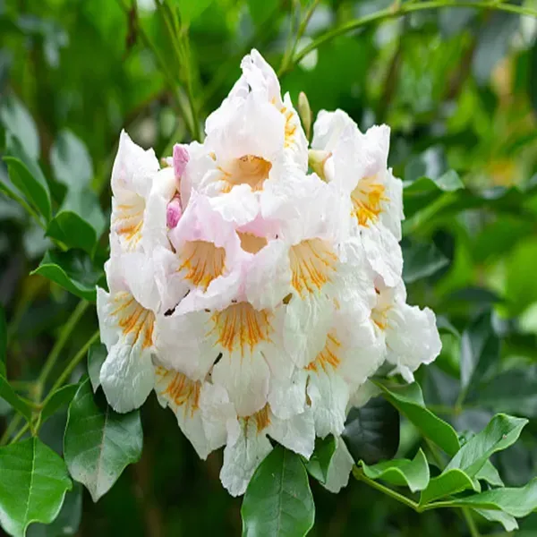 Hybrid_Kamini_Satin_Wood_Kunti_Fragrant_Flower_Shrubs_Plants_Tree1_-_2_Feet