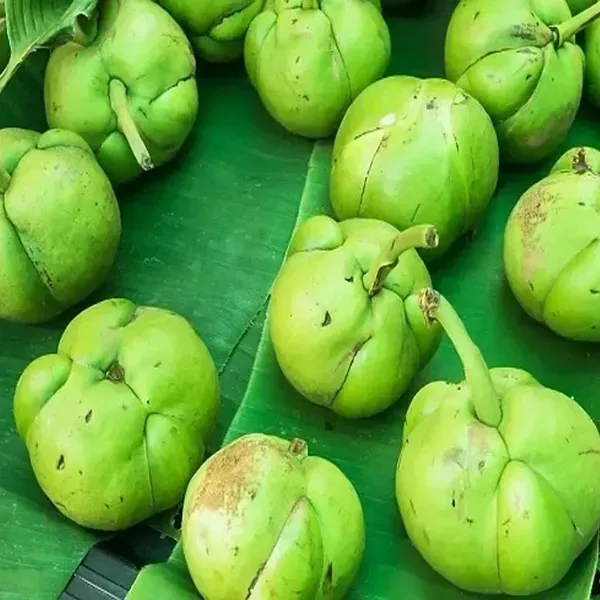 Elephant_Apple_Chalta_Dillenia_Indica_Fruit_Plants_Tree1.5_-_3_Feet