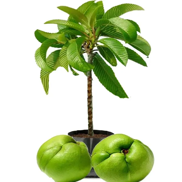 Elephant_Apple_Chalta_Dillenia_Indica_Fruit_Plants_Tree1.5_-_3_Feet