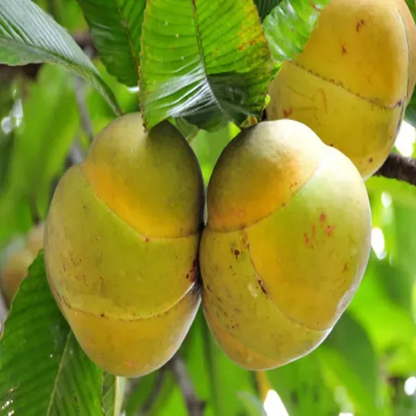 Elephant_Apple_Chalta_Dillenia_Indica_Fruit_Plants_Tree1.5_-_3_Feet