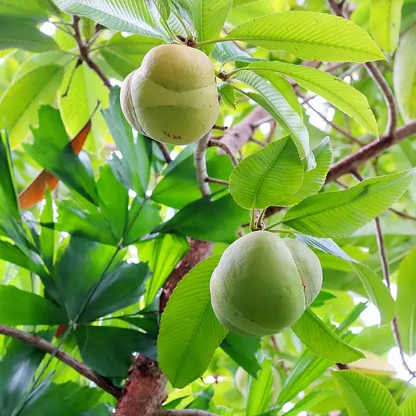 Elephant_Apple_Chalta_Dillenia_Indica_Fruit_Plants_Tree1.5_-_3_Feet