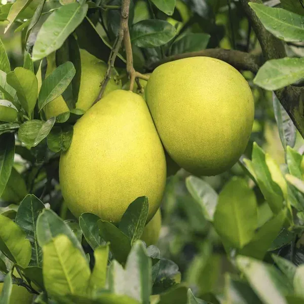 Assembly_Pomelo_Grapefruit_Jambura_Gaint_Chakotra_Batabi_Lebu_Kambili_Naran