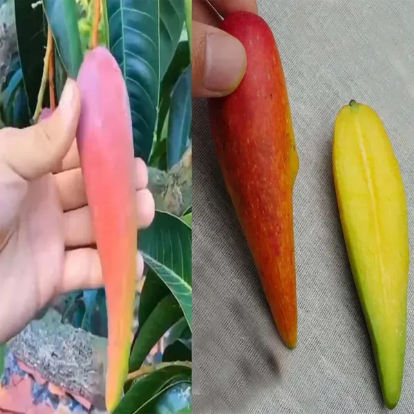 Chili_Lajiao_Mango_Grafted_Aam_Fruit_Plants_Tree1.5_-_3_Feet