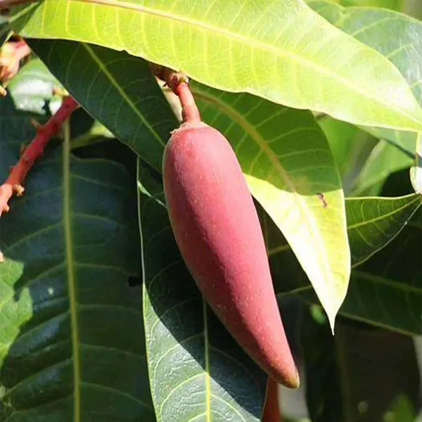 Chili_Lajiao_Mango_Grafted_Aam_Fruit_Plants_Tree1.5_-_3_Feet
