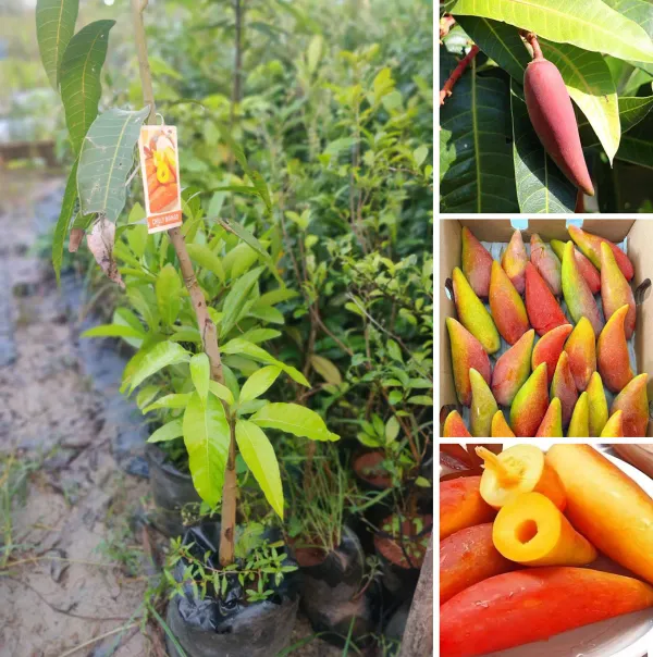 Chili_Lajiao_Mango_Grafted_Aam_Fruit_Plants_Tree1.5_-_3_Feet