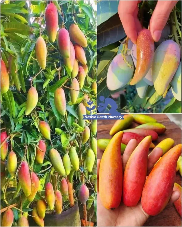 Chili_Lajiao_Mango_Grafted_Aam_Fruit_Plants_Tree1.5_-_3_Feet
