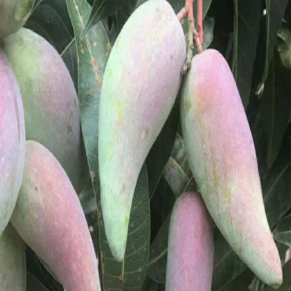 Chili_Lajiao_Mango_Grafted_Aam_Fruit_Plants_Tree1.5_-_3_Feet