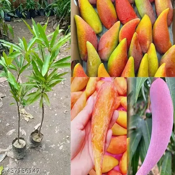 Chili_Lajiao_Mango_Grafted_Aam_Fruit_Plants_Tree1.5_-_3_Feet