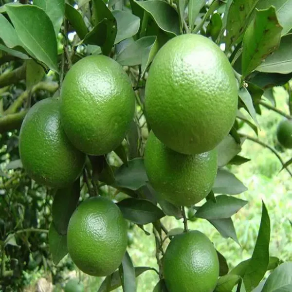 Jalna_Sweet_Mosambi_Grafted_Fruit_Plants_Tree1_-_2_Feet