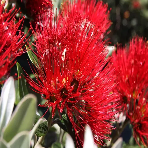Red_Colour_Fast_Love_Flower_Plants_Tree1_-_2_Feet