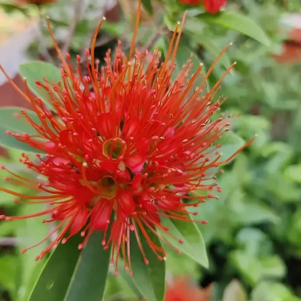 Red_Colour_Fast_Love_Flower_Plants_Tree1_-_2_Feet