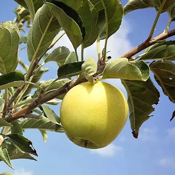 Dorsett_Golden_Low_Chill_Apple_Grafted_Seb_Fruit_Plants_Tree1.5_-_3_Feet