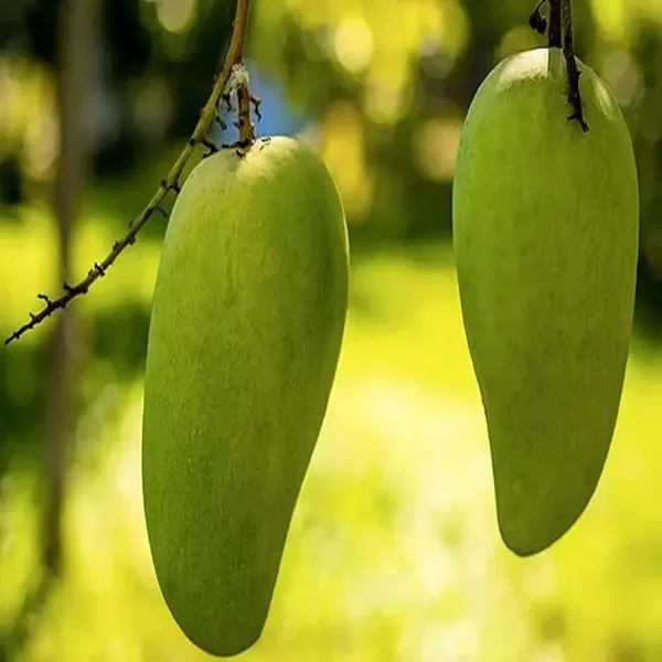 Nurjahan_Noor_Jahan_Mango_Grafted_Aam_Fruit_Plants_Tree1.5_-_3_Feet