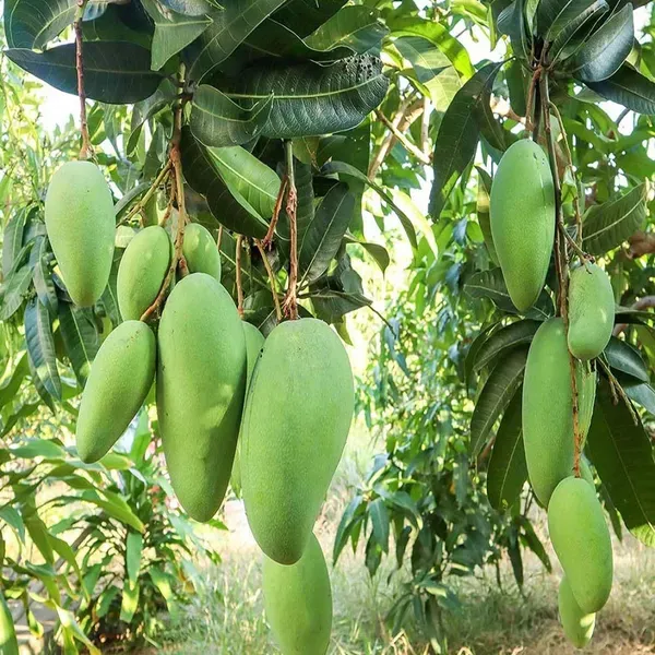 Nurjahan_Noor_Jahan_Mango_Grafted_Aam_Fruit_Plants_Tree1.5_-_3_Feet