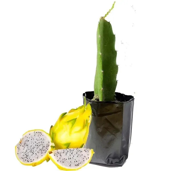 Yellow_Colombiana_Dragon_Fruit_Cutting_Grafted_Plants_Tree1_-_2_Feet