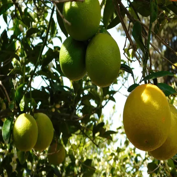 Sweet_Indian_Mosambi_Grafted_Fruit_Plants_Tree1_-_2_Feet