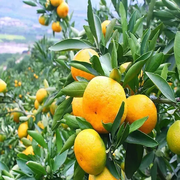 Darjeeling_Orange_Grafted_Santra_Fruit_Plants_Tree1_-_2_Feet