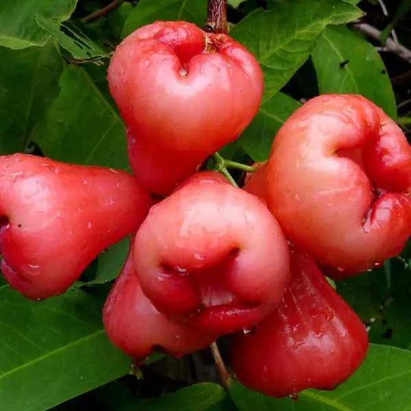 Red_Wax_Apple_Water_Apple_Java_Apple_Variety_Fruit_Air_Layering_Grafted